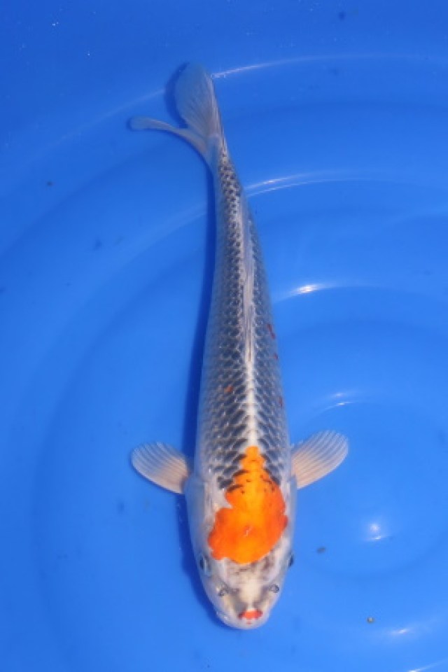 kat-Tancho Kujaku